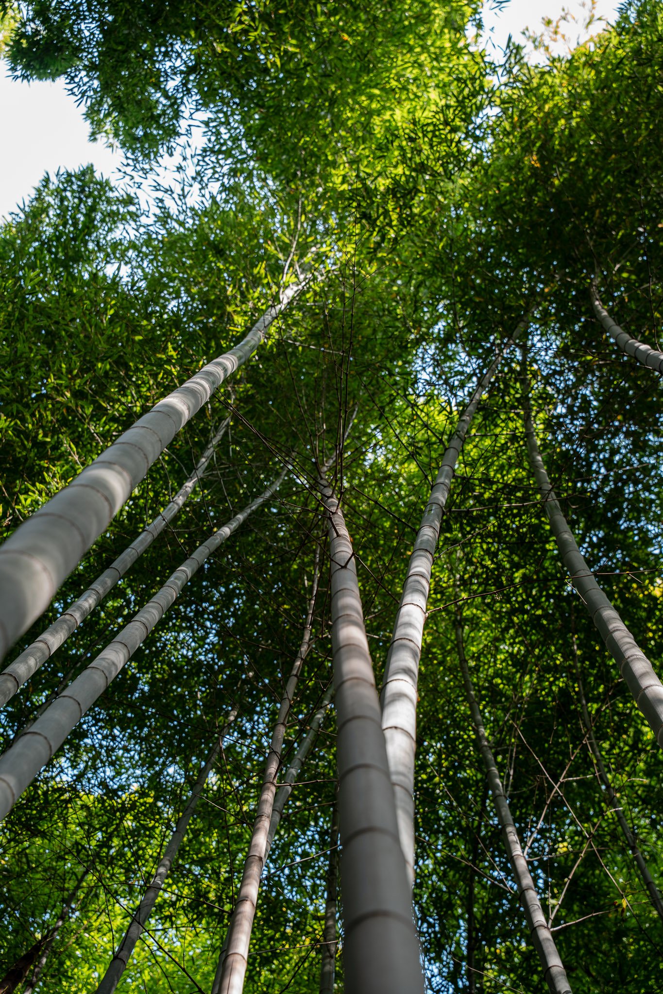 Tall bamboo stalks rising skyward in the serene Arashiyama Bamboo Forest, Kyoto, Japan