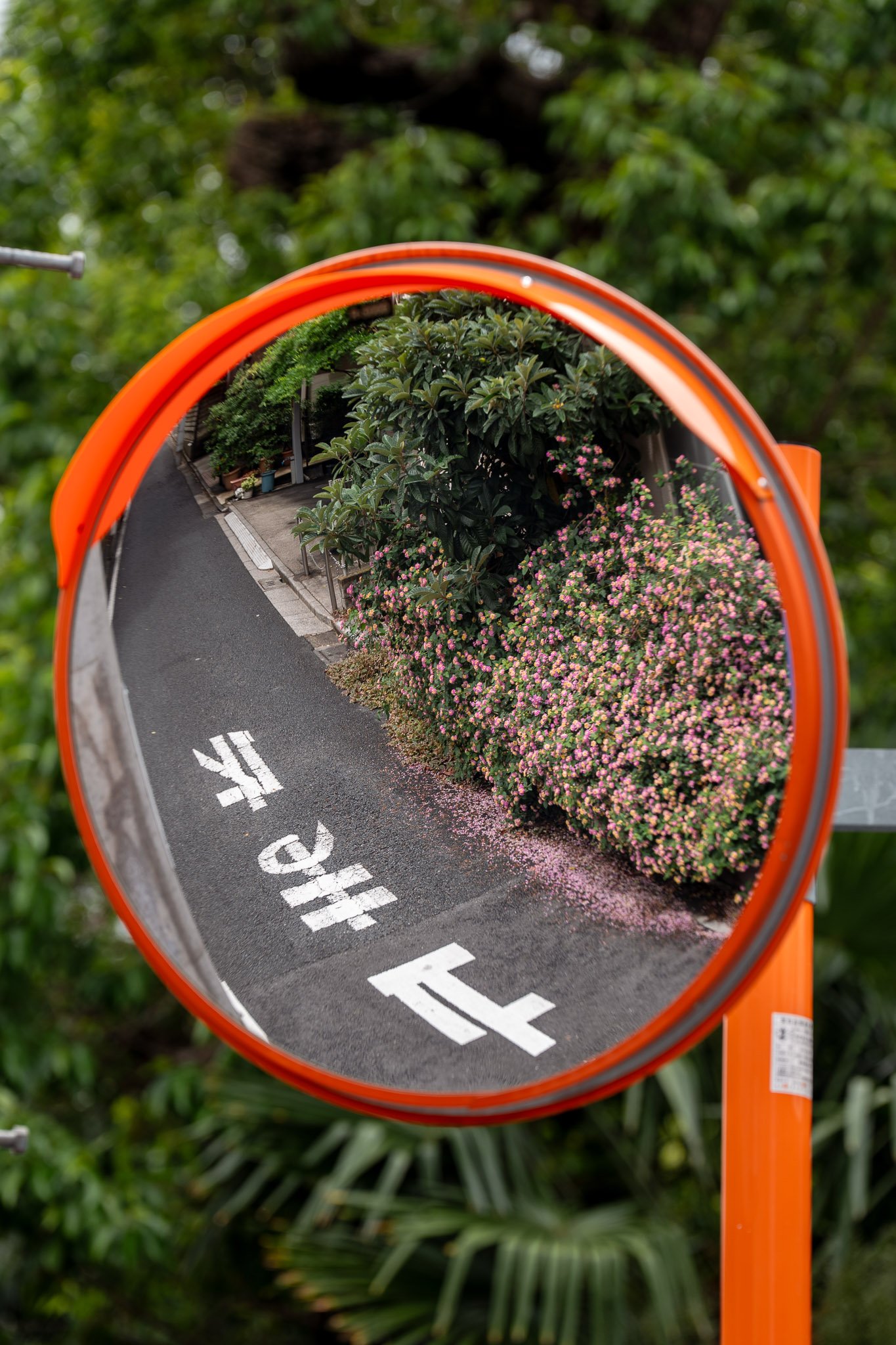 Vibrant flower reflection captured in a round street mirror, blending nature with urban elements