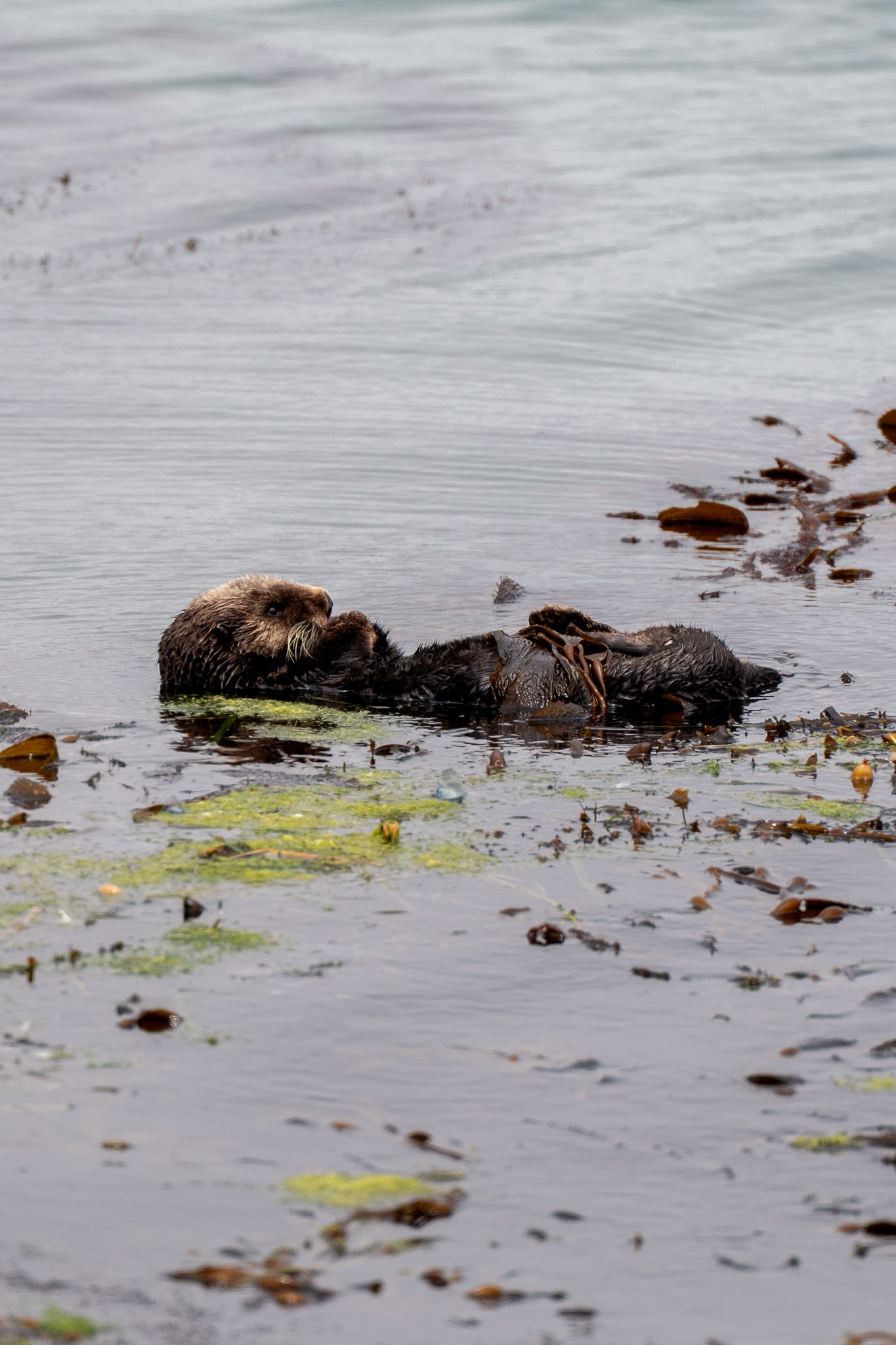 Sea otter resting peacefully among swaying kelp in a coastal underwater bed