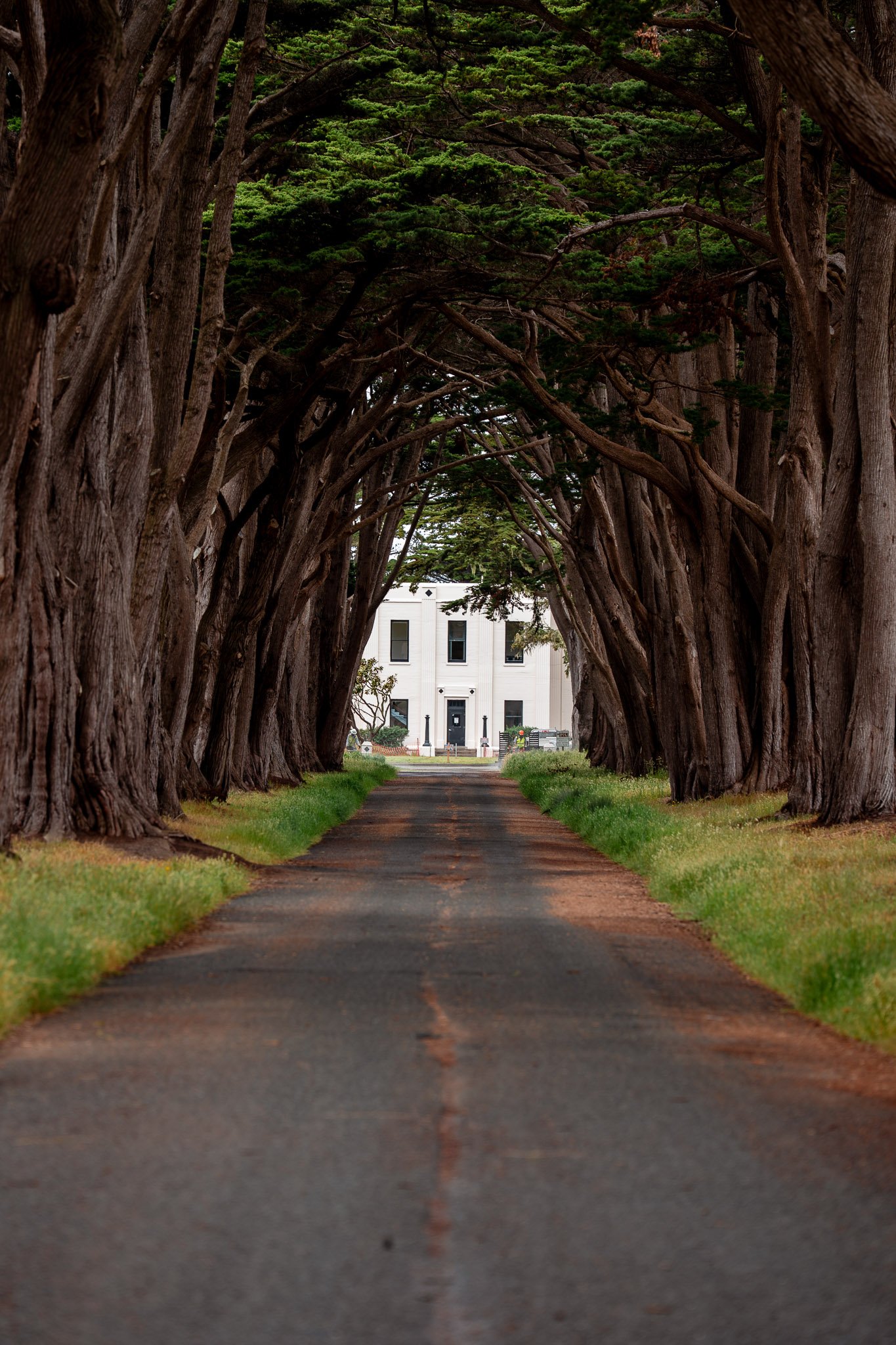 Pathway lined with tall cypress trees forming a tunnel leading to a white building at the end