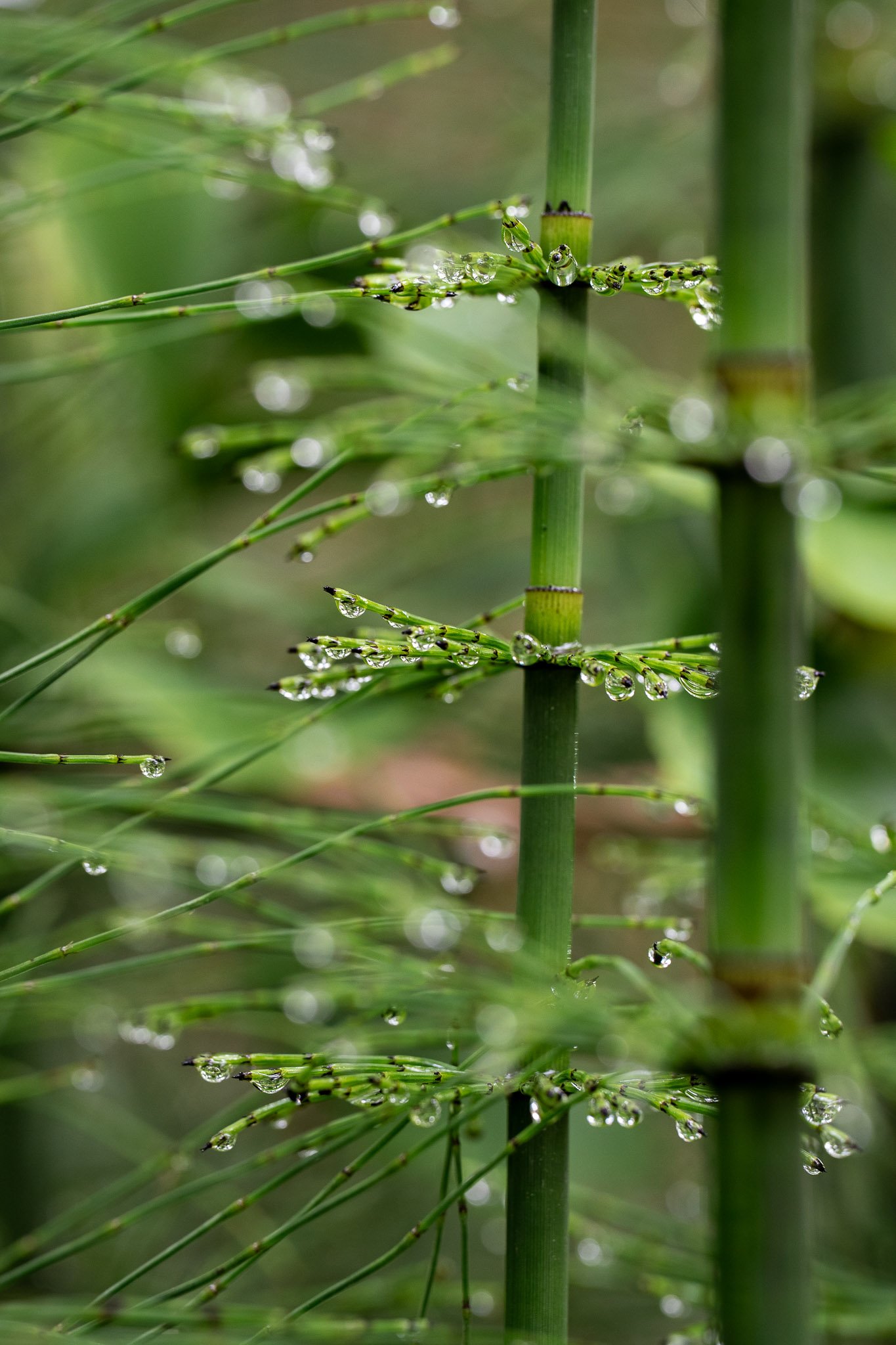 Close-up of water droplets resting delicately on the tips of green leaves with natural light