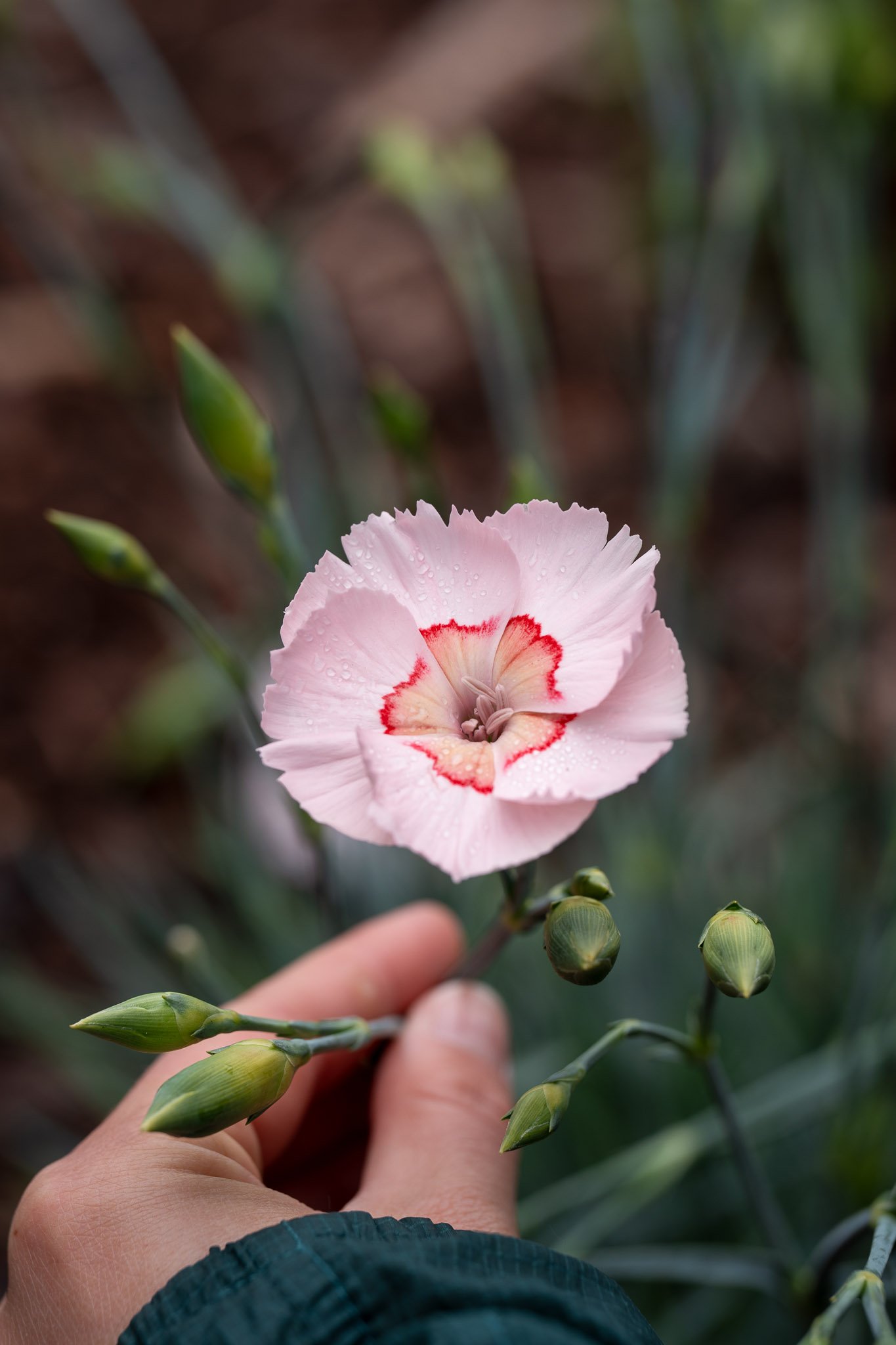Close-up of a hand gently holding a delicate pink flower against a soft background
