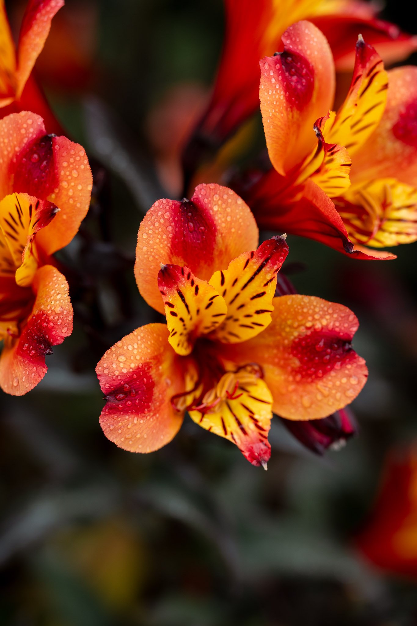 Vibrant red and orange flowers covered in glistening dew drops