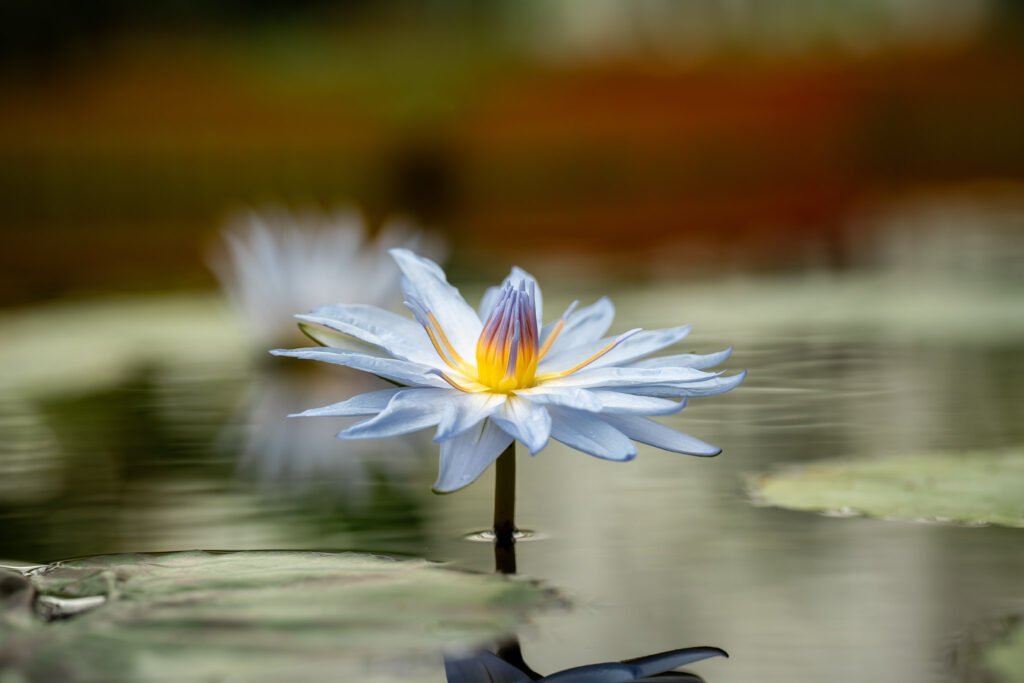 Water Lily Flower Water lily flower blooming gracefully on the surface of a calm pond with floating lily pads
