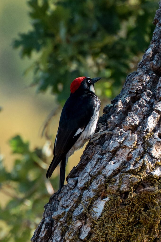 Acorn Woodpecker Acorn woodpecker perched on the trunk of a tree, showcasing its distinctive red cap and black-and-white plumage