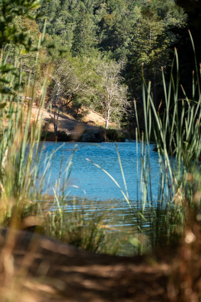 Reed by the Lake Tall reeds growing along the edge of a calm lake with gentle ripples and soft natural light