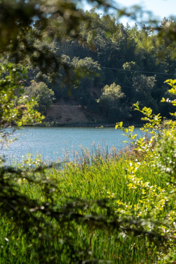 Phoenix Lake Grasses and reeds growing in the calm, blue waters of a lakeside