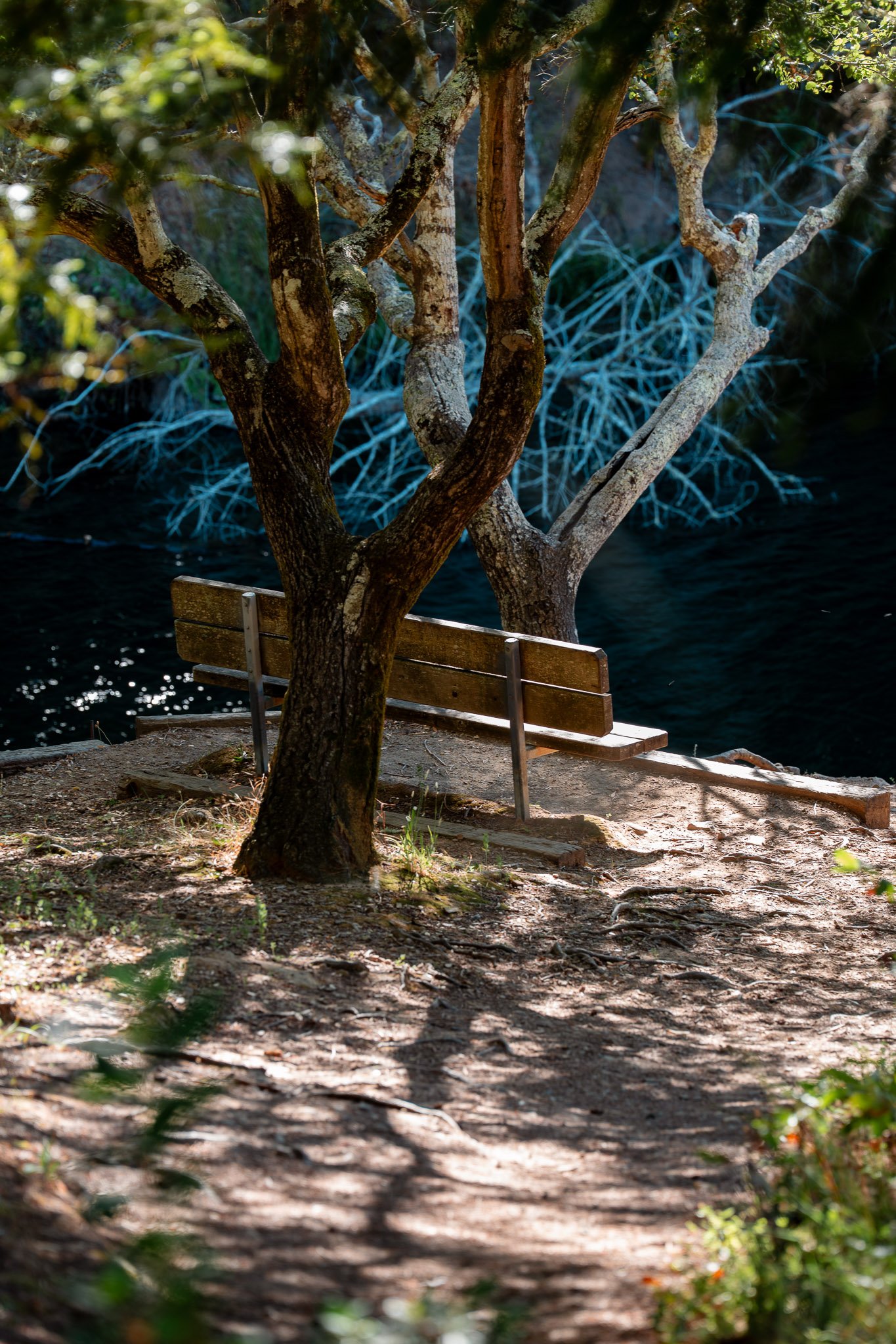 Wooden bench shaded by a tree, offering a peaceful view overlooking a calm lake