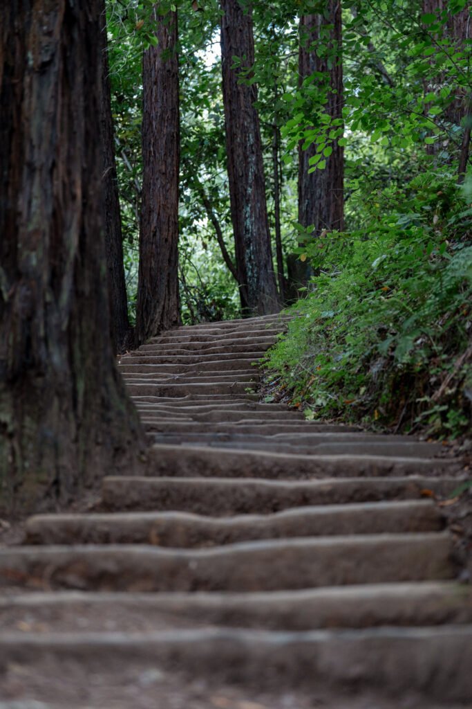 Stairs into the Forest Staircase nestled among trees, inviting a quiet walk into the heart of the forest