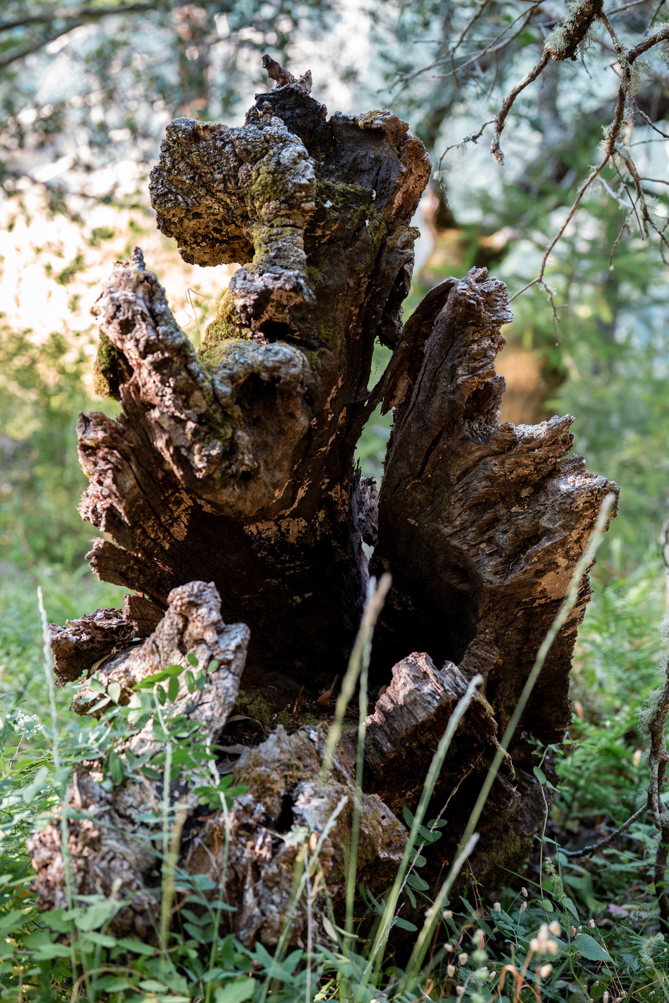 Weathered gnarled tree stump lying on the forest floor, showcasing twisted textures and natural decay