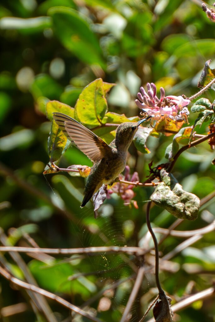 Sharp image of a hummingbird pollinating a flower with vivid pink petals