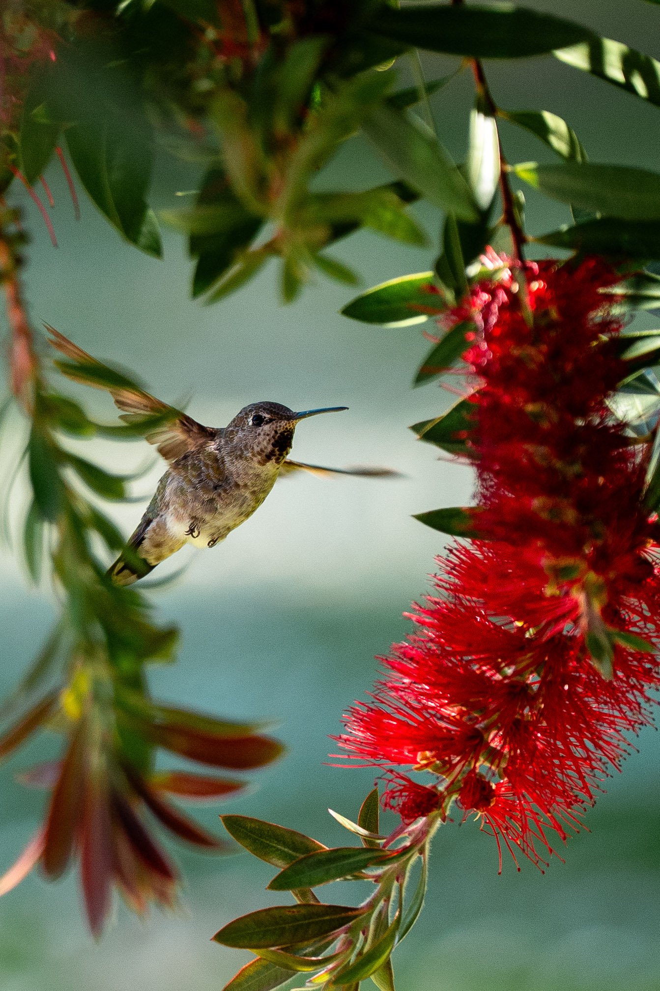 Hummingbird hovering beside vibrant red bottlebrush flowers