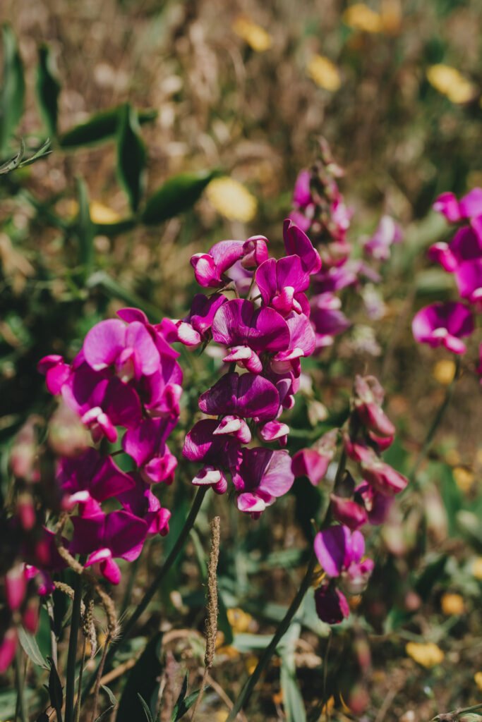 Wild Orchids Purple wild orchids in a field of grass