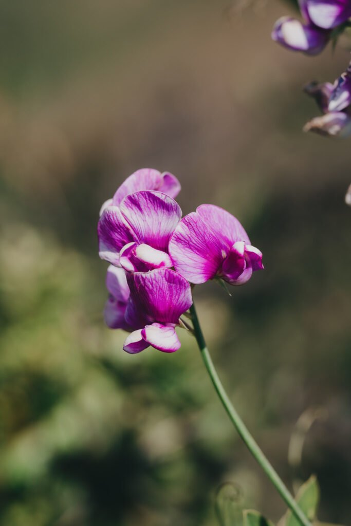 Delicate pink wild orchid blooming naturally in the coastal landscape of the Marin Headlands