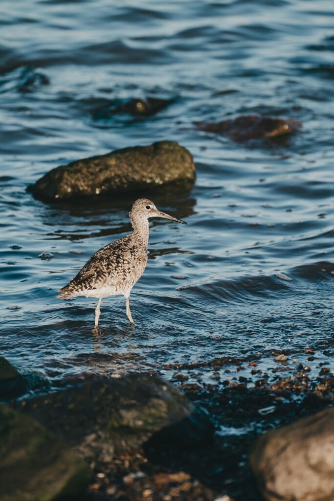 Seabird in the Water Seabird walking in the shallow water at the beach