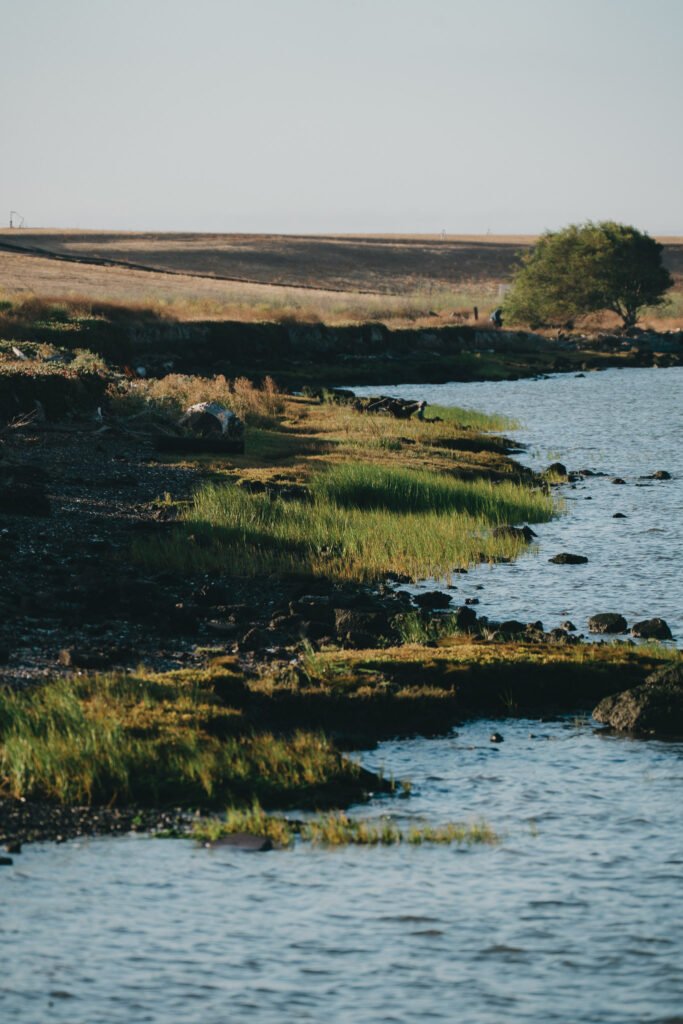 Marsh in American Canyon Green marsh in the morning sunlight by the water
