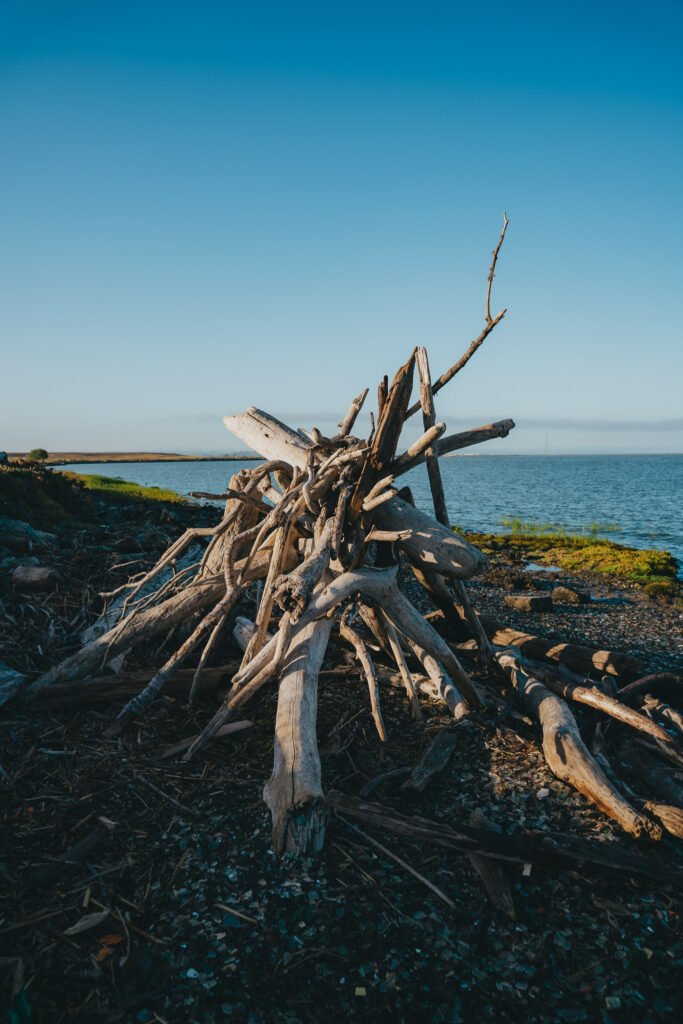 Handmade driftwood shelter built along the shoreline using natural beach wood