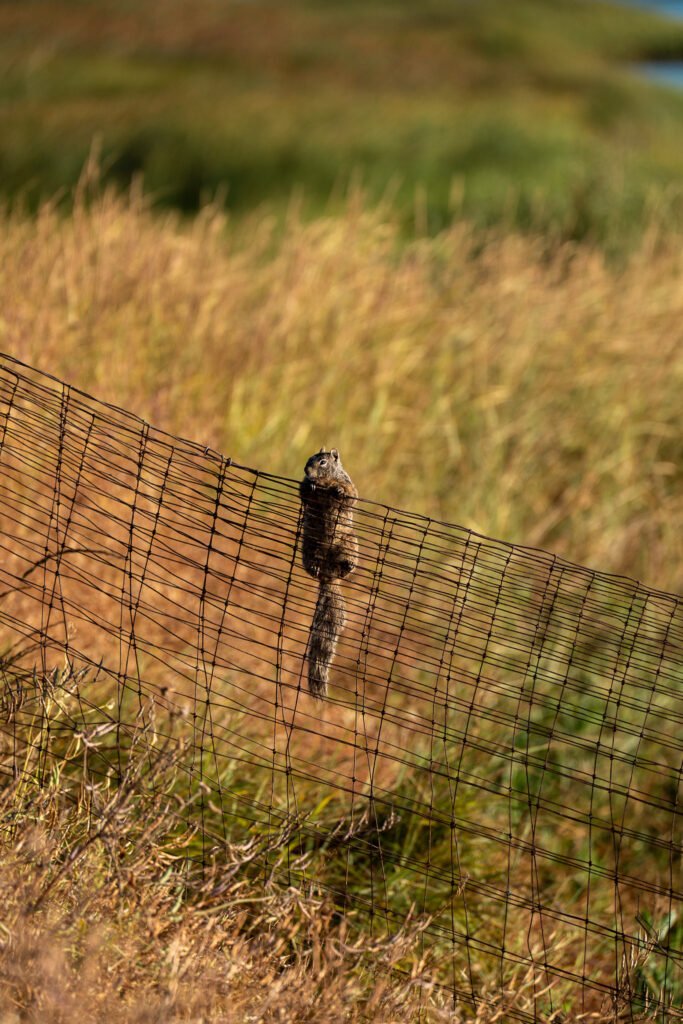 Squirrel on Fence Squirrel hangs onto fence in the marsh