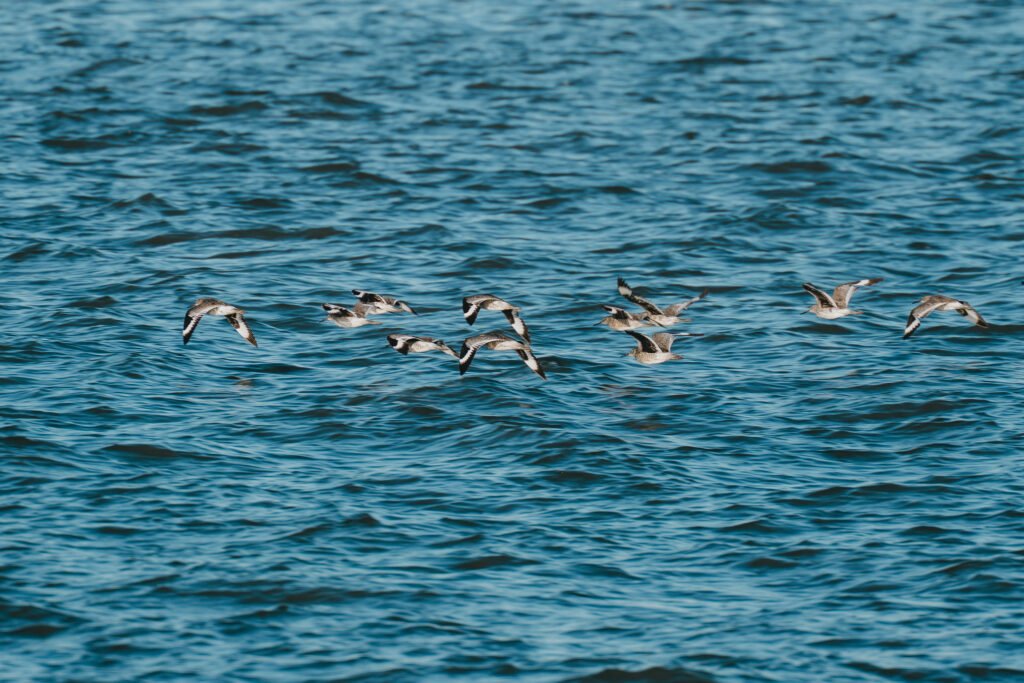 Seabirds Flying in Formation Seabirds flying low over the water in a flight formation