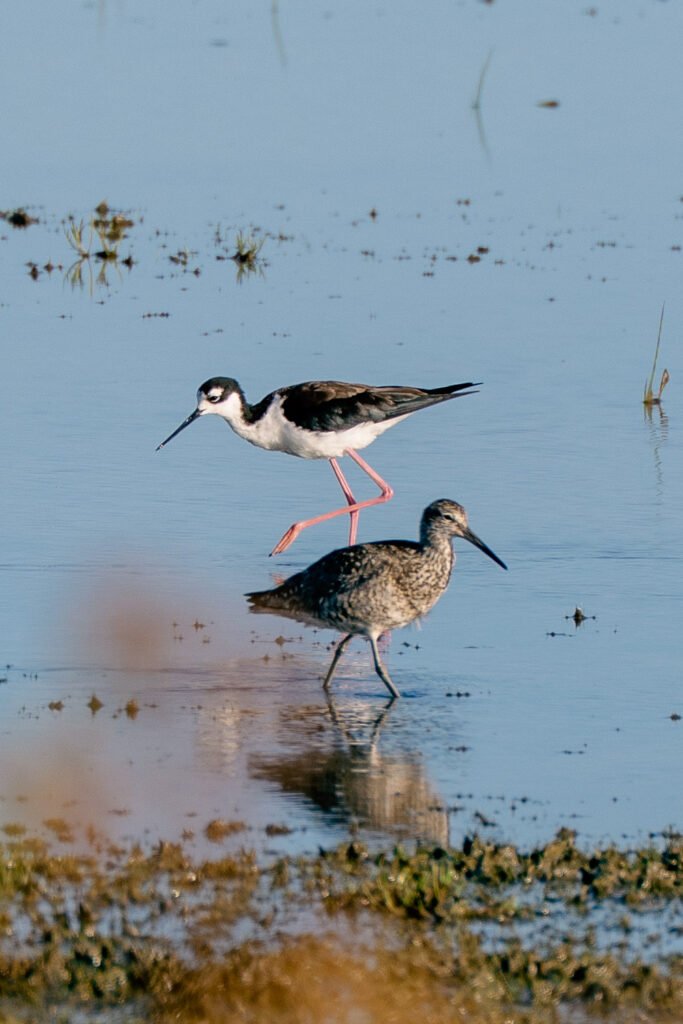 Seabirds Seabirds in the marsh