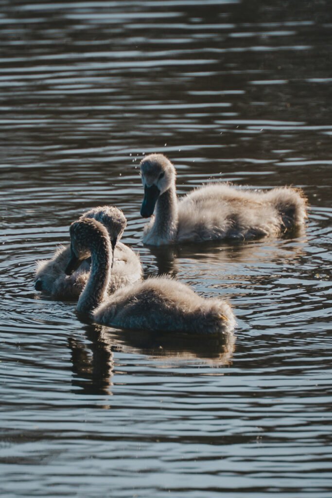 Cygnets Little baby cygnets in the pond