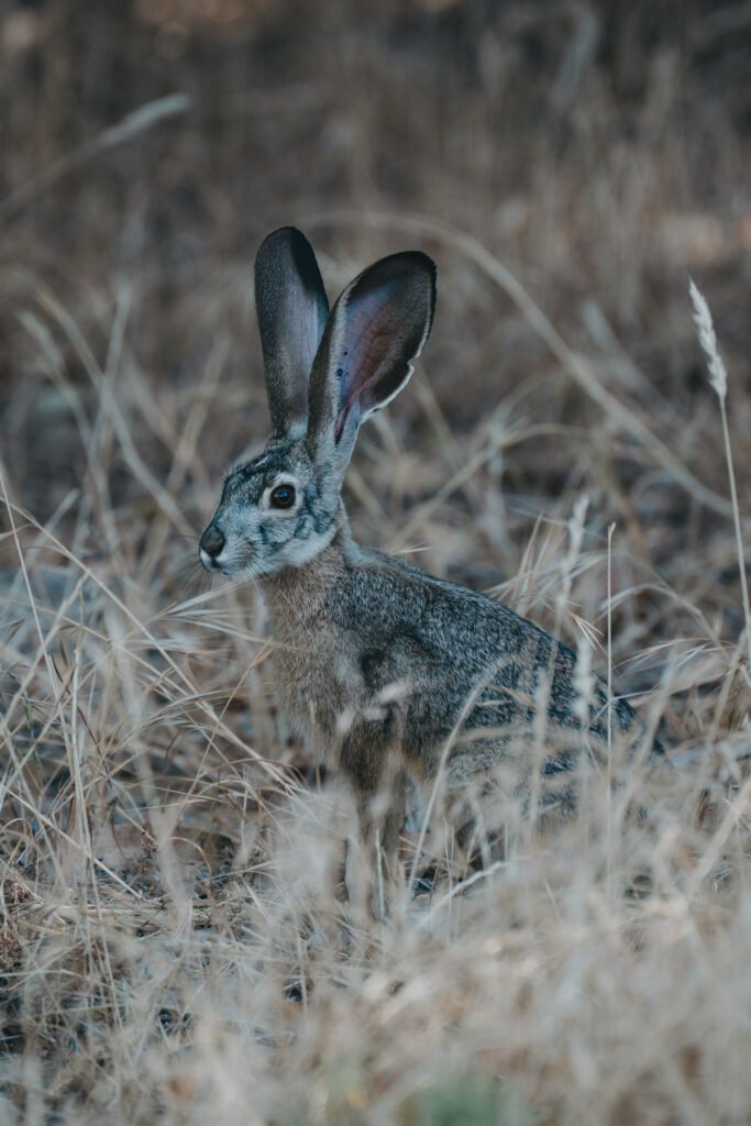 Jackrabbit Jackrabbit in the brush