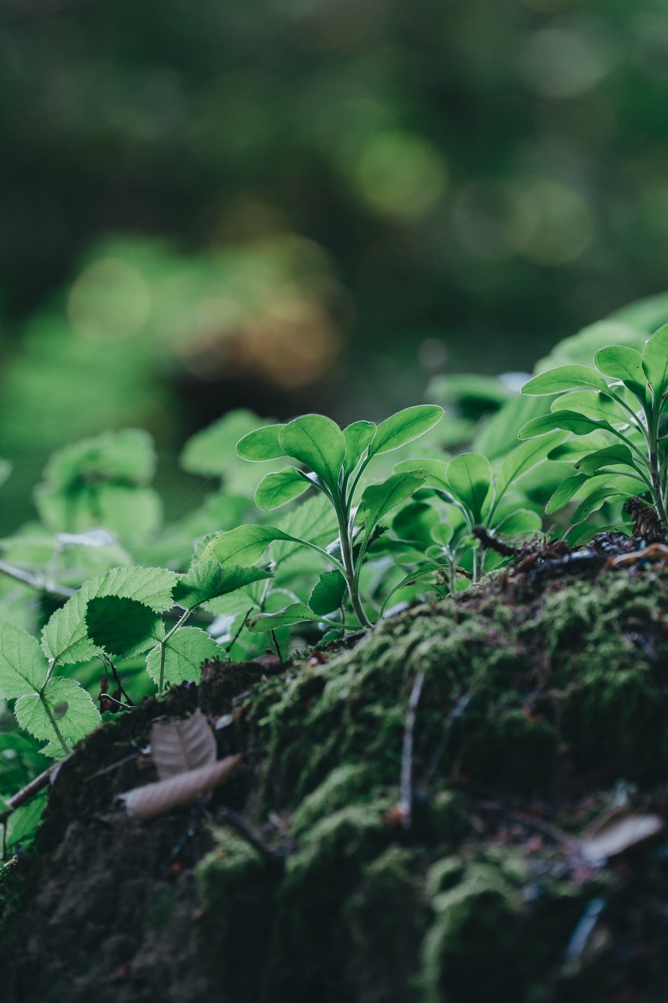 Young forest plants emerging amid fallen leaves in a shaded woodland environment