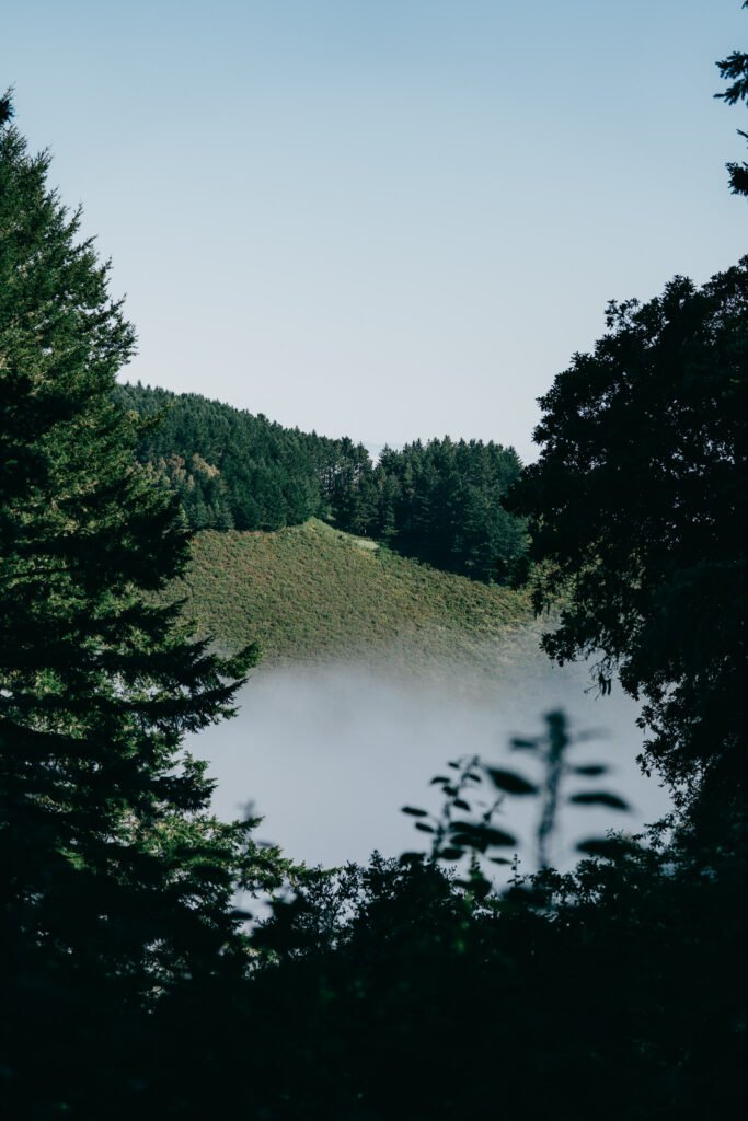 Tree-covered mountaintop peaking out above the low fog