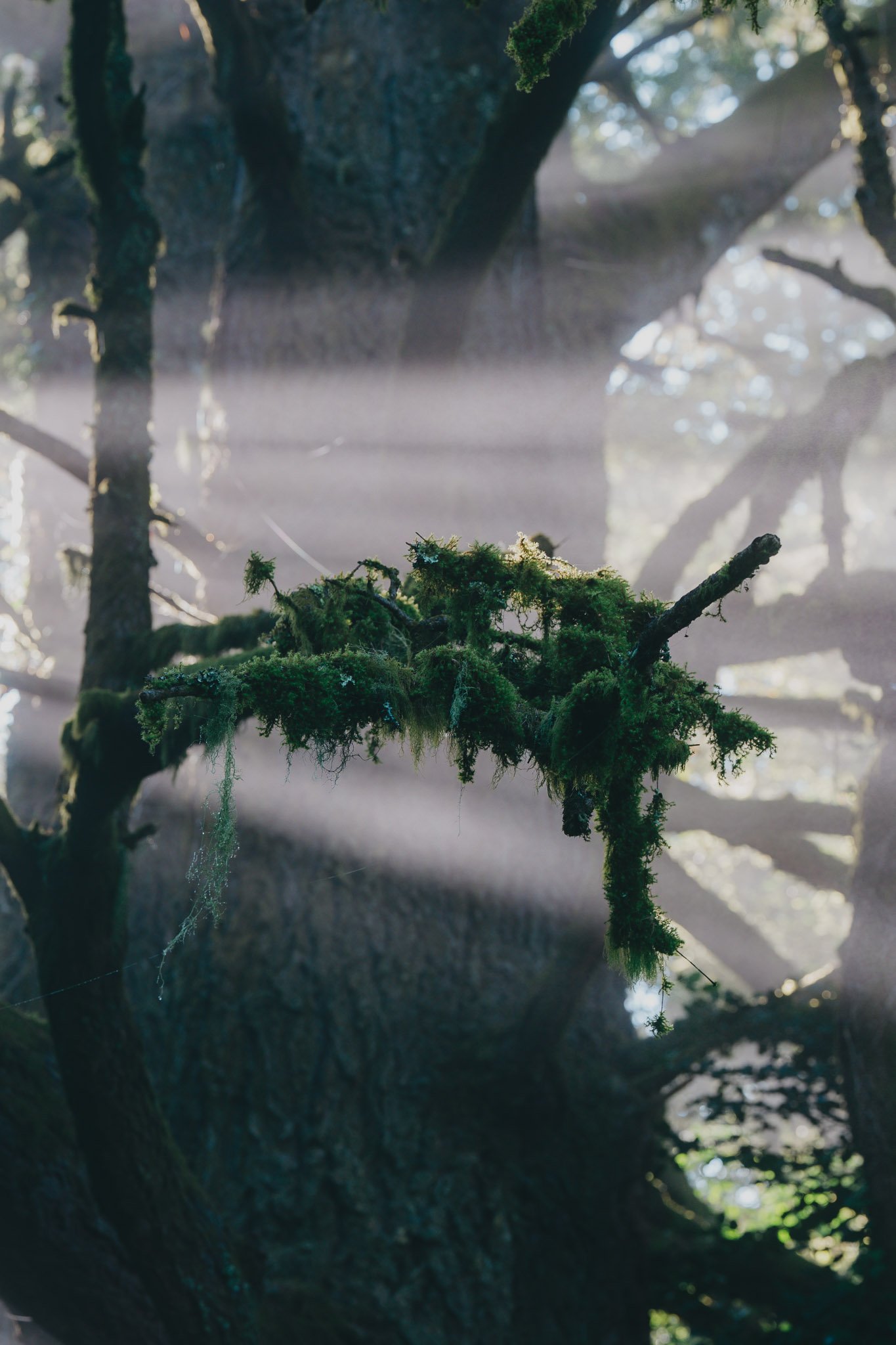 Sunlight piercing through fog, casting soft light on a moss-covered tree branch in a misty forest