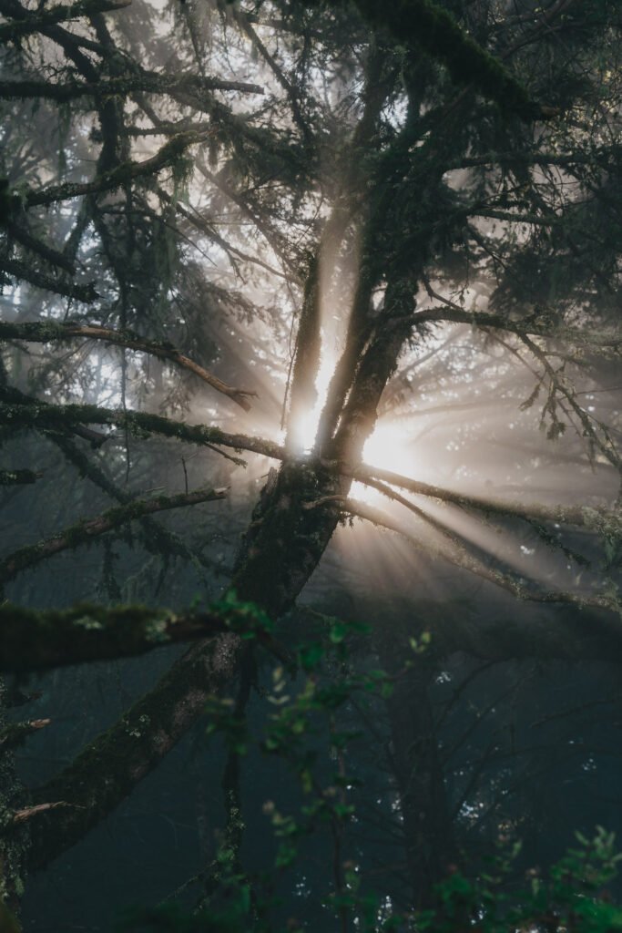 Sunlight pours through the fog from behind a tree branch