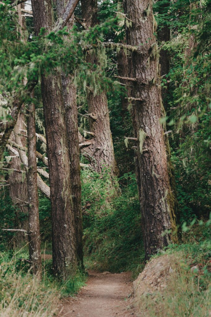 Trail winds into a grove of tall trees
