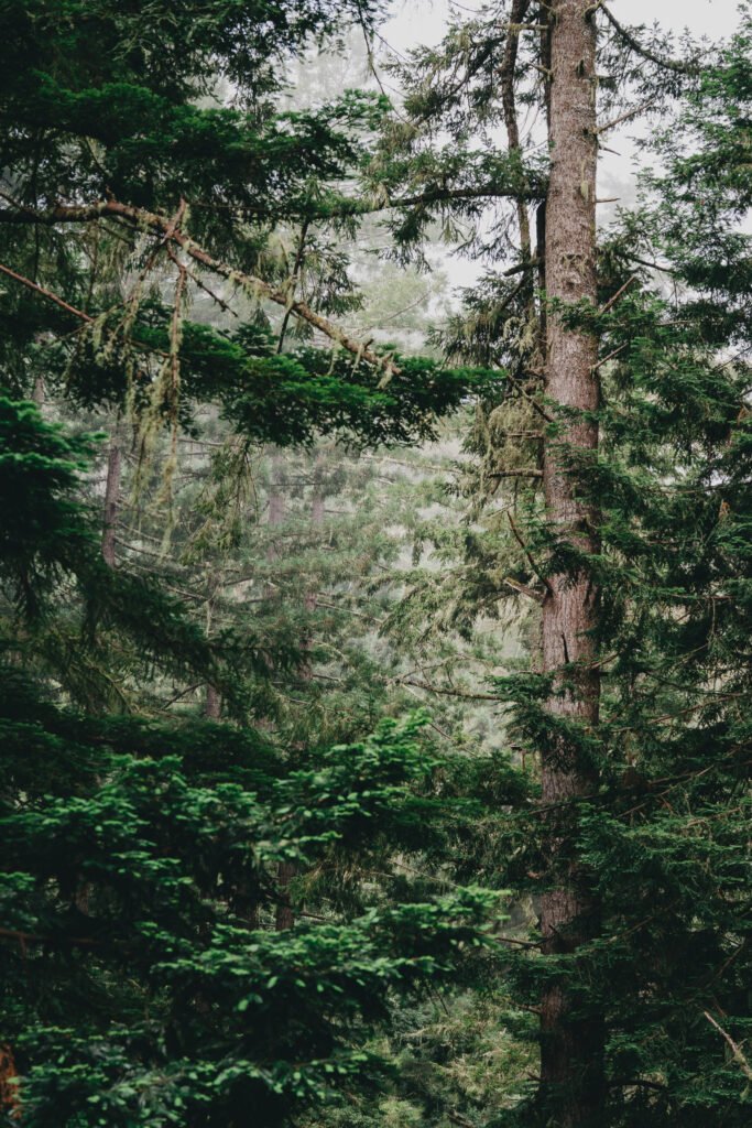 Tall tree rising up through the canopy