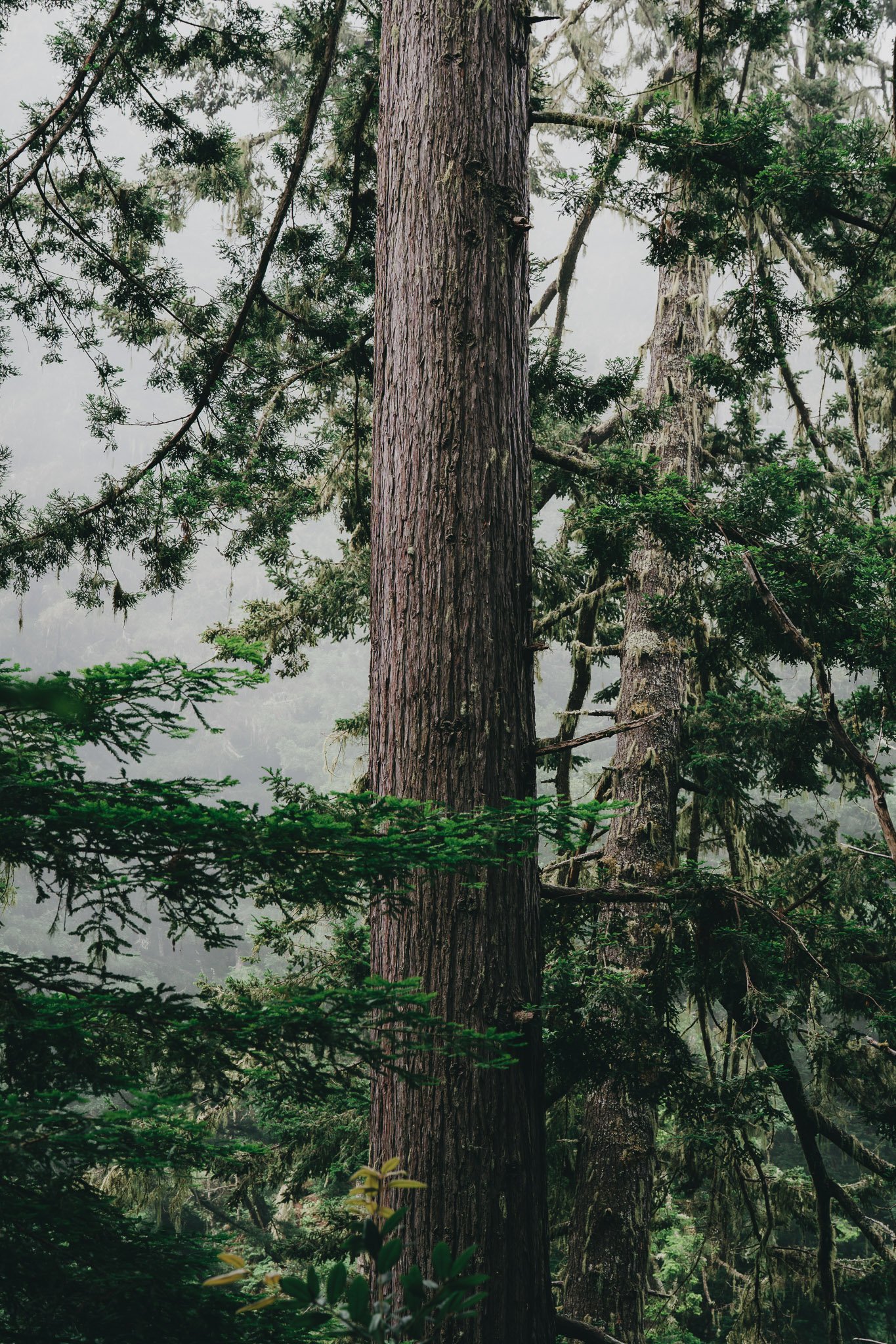 Massive forest tree with textured bark and layered branches reaching skyward
