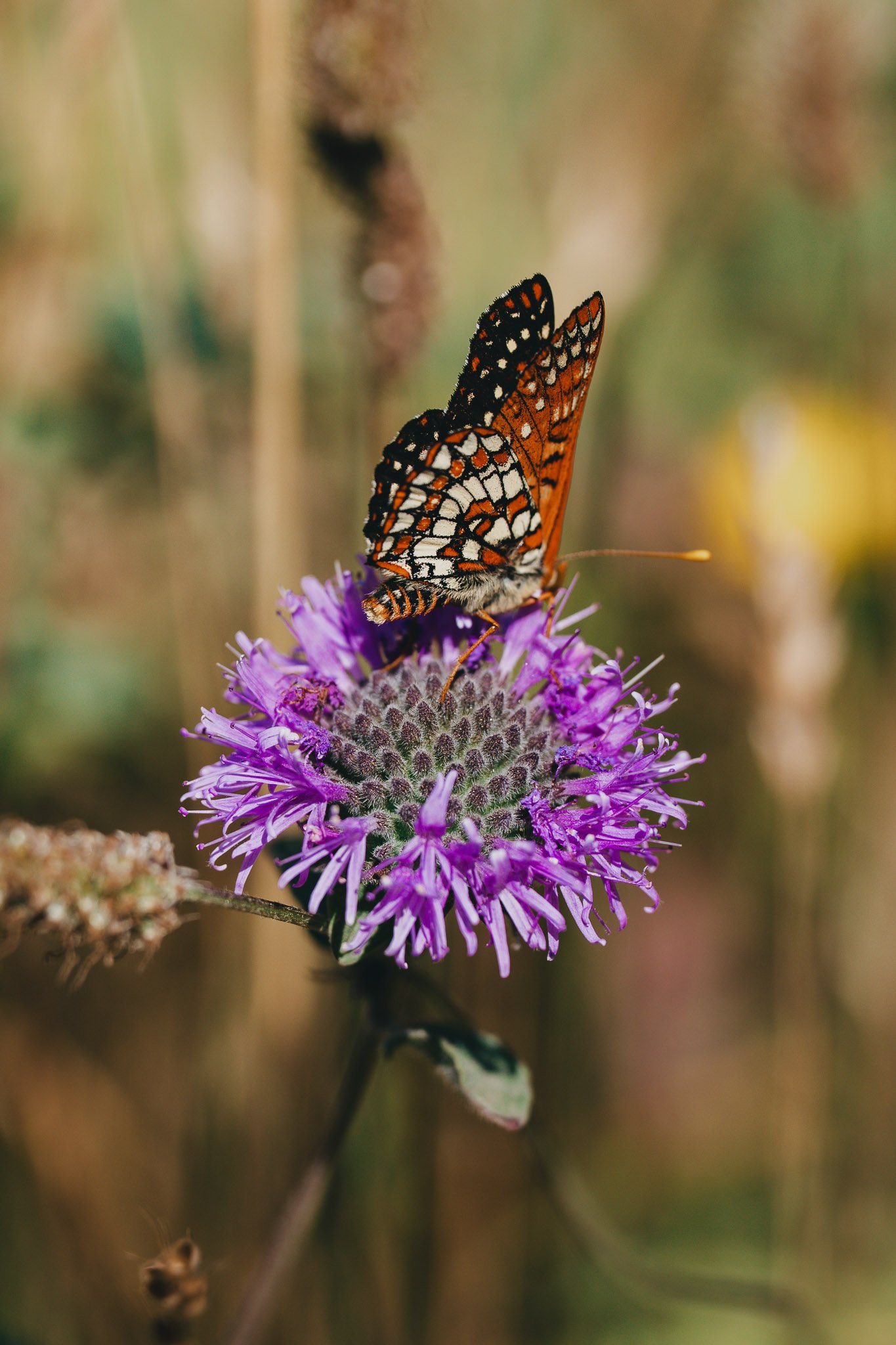 Close-up of a butterfly on a colorful flower, capturing fine wing patterns and soft petals