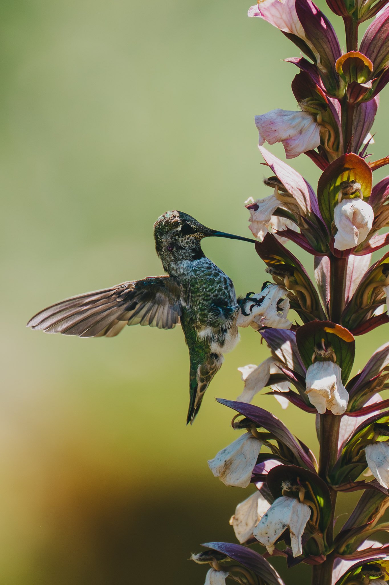 Hummingbird perches on colorful pink flowers to drink nectar