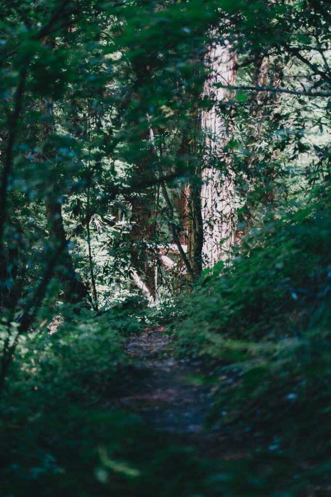 Path through the dense forest with luscious green foliage