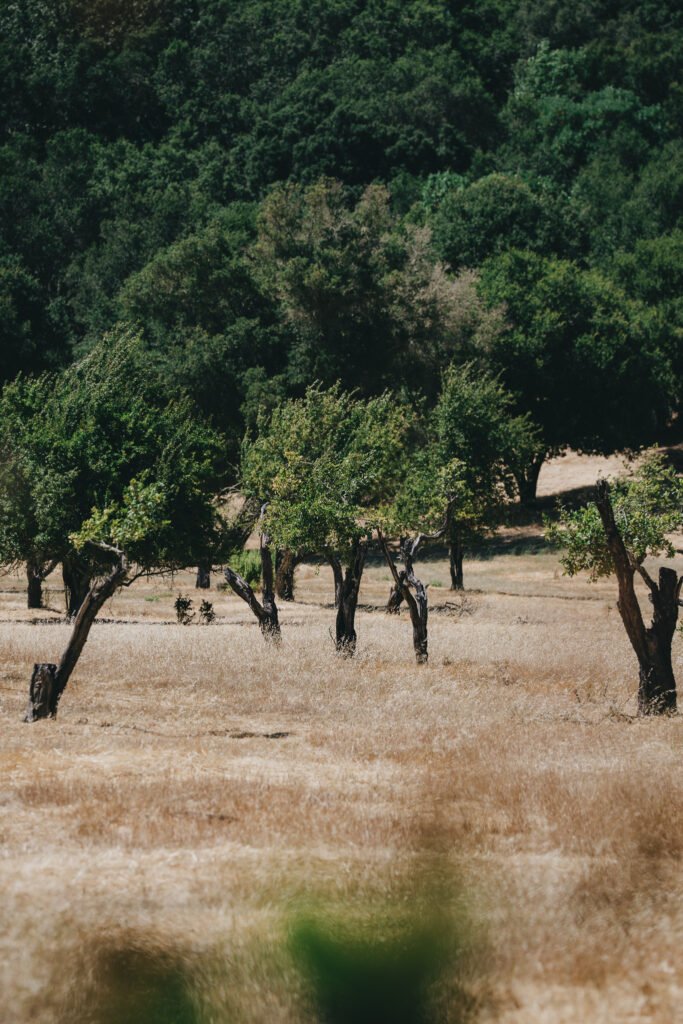 Apple trees in the middle of a large field