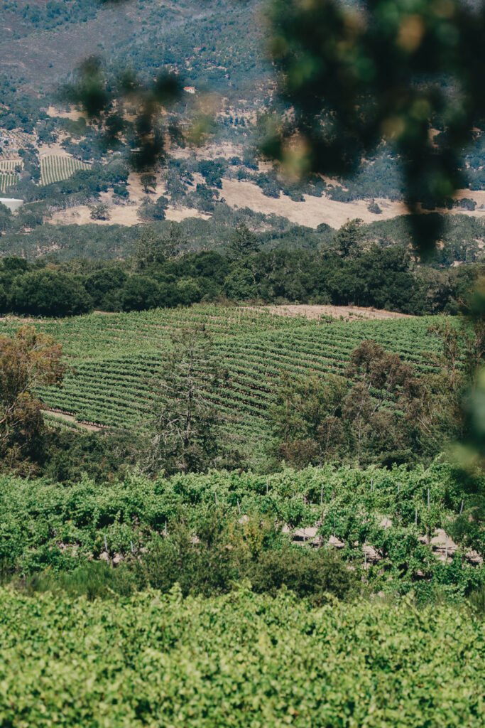 The rolling hills of Sonoma covered in vineyards