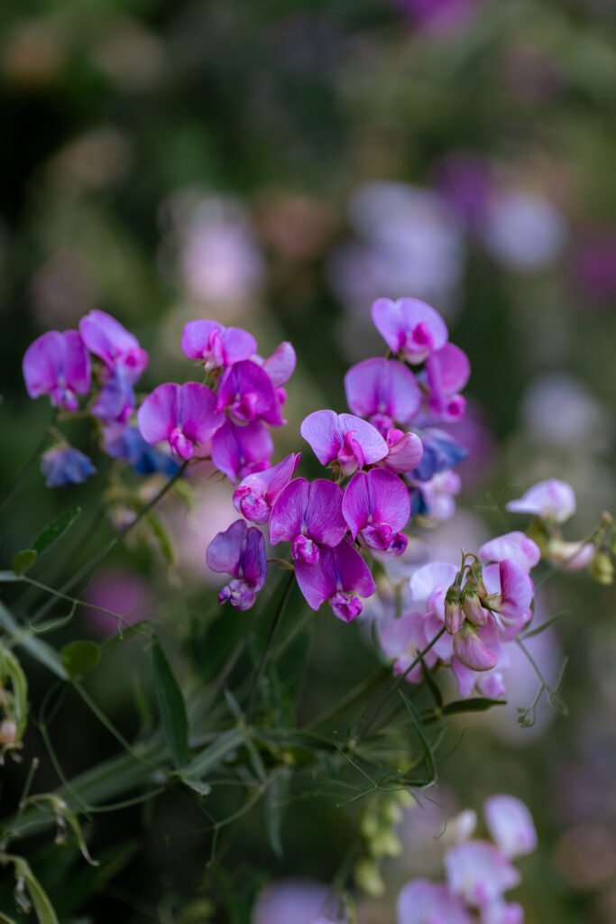 Wild purple orchids growing in the shade of the trees