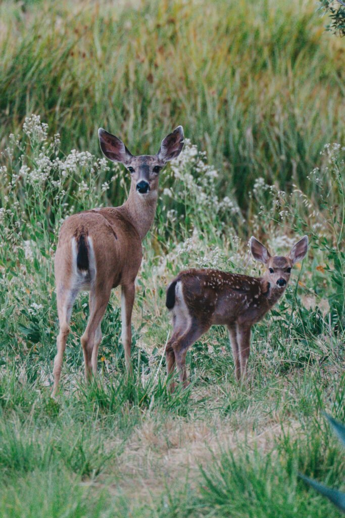 Deer and fawn looking up in a field of tall grasses
