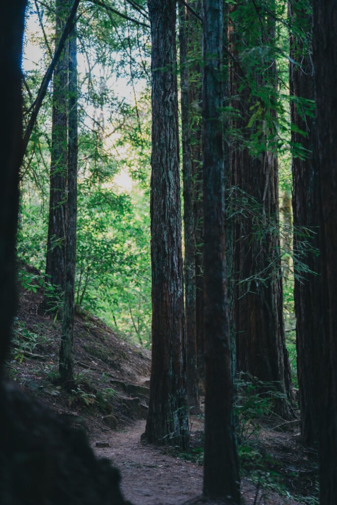 Path in the forest winding around tall trees