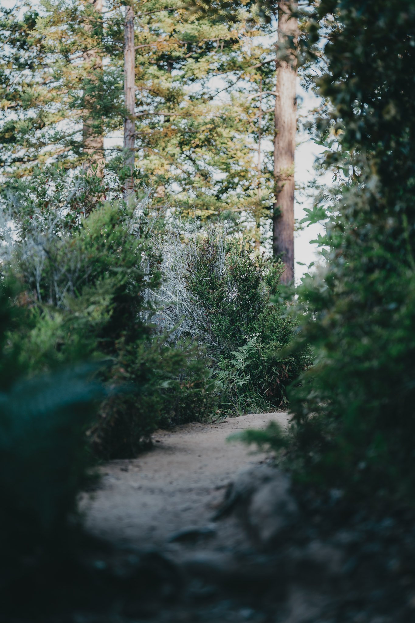 Path on a mountain ridge surrounded by green shrubbery