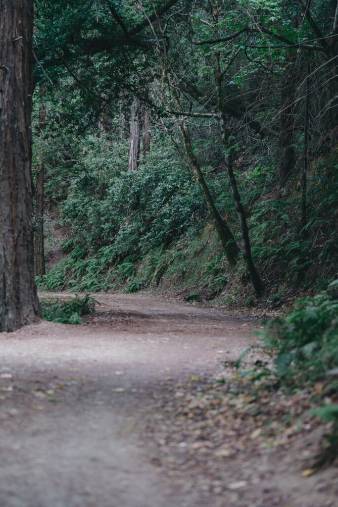 Wide fire road cutting through the side of the mountain