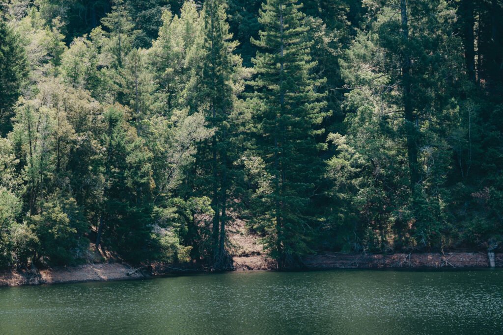 View of the green trees overlooking the lake