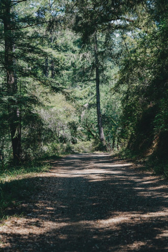 The wide trail leading through the woods