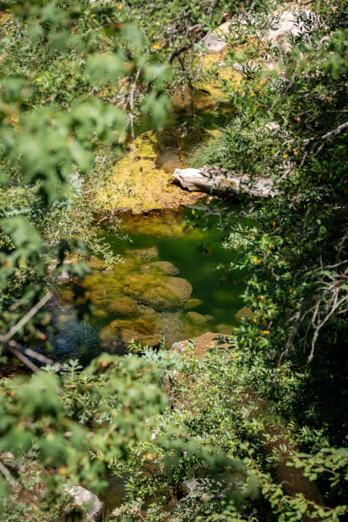 Emerald green water through the trees