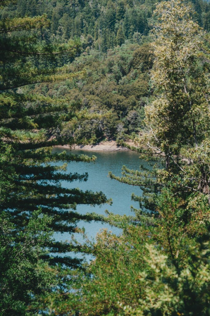 Kent Lake's blue waters shine through the trees