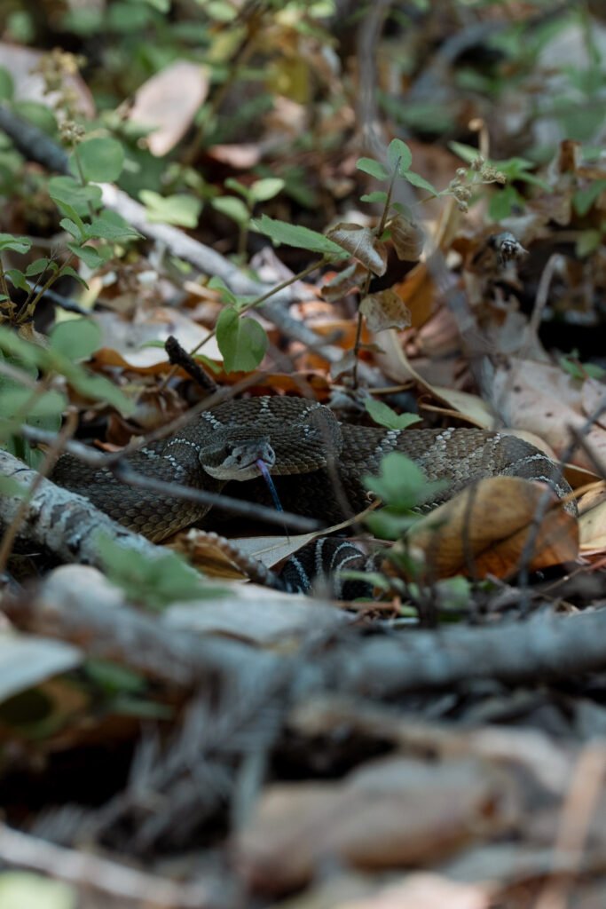 Rattlesnake in the brush